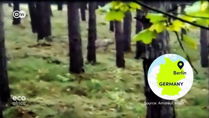 Can wolves and humans coexist in Germany? | Eco Africa