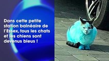 Les chats et les chiens de cette ville deviennent tous bleus