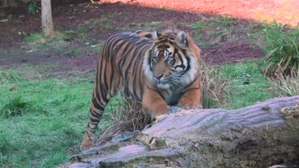 짝짓기 시도 첫 대면에...암컷 호랑이 수컷에 물려 죽어 / YTN
