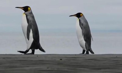 Saadet Partisi’nden penguenli reklam