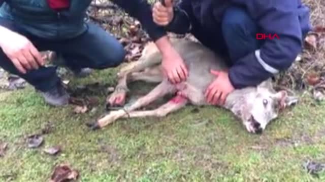 Bartın Köpeklerin Saldırdığı Karaca Tedavi Edildi