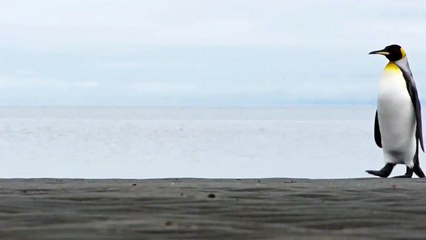 Saadet Partisi'nden penguenli reklam filmi