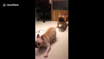 French bulldogs have hilarious movements like performing lion and dragon dance