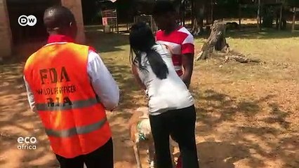 Saving West African chimps in Liberia