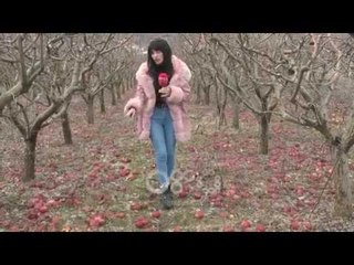 Ora News - Mollët e Korçës kalben në pemë