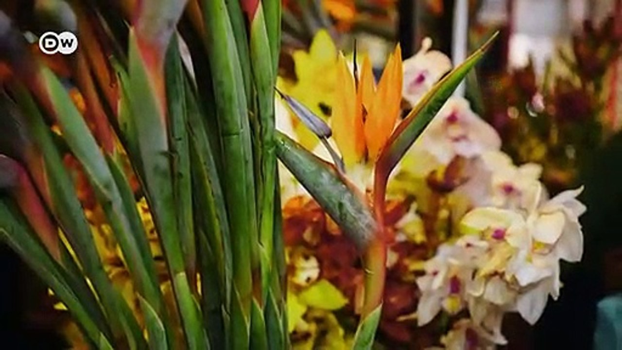 Reisetipps für funchal von meggin leigh | euromaxx