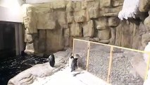 Two new Adelie penguins born in captivity in Mexican zoo