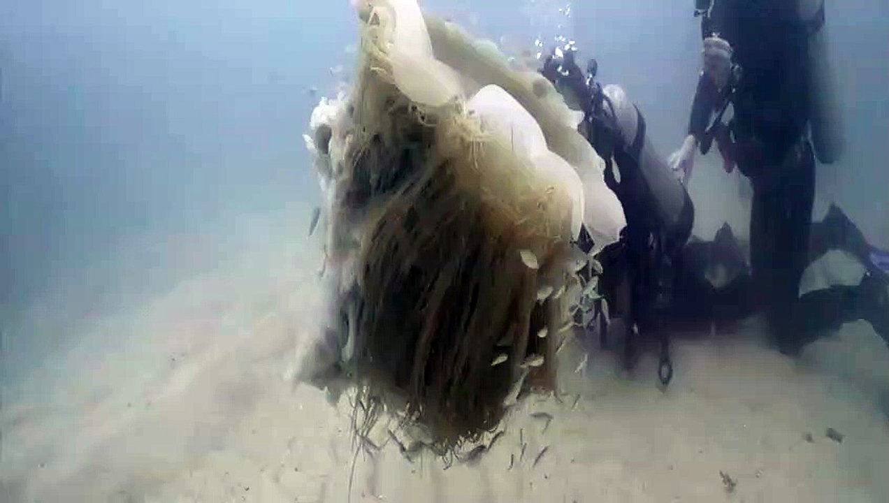 Ces plongeurs tombent sur une incroyable méduse à crinière de lion