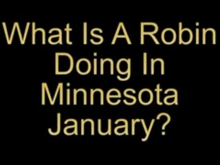 What Is This Robin Doing In Minnesota In January?