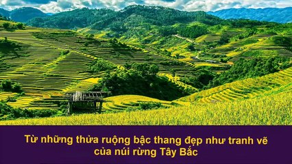 Ruou nep cam-Dac san ruou Viet Nam