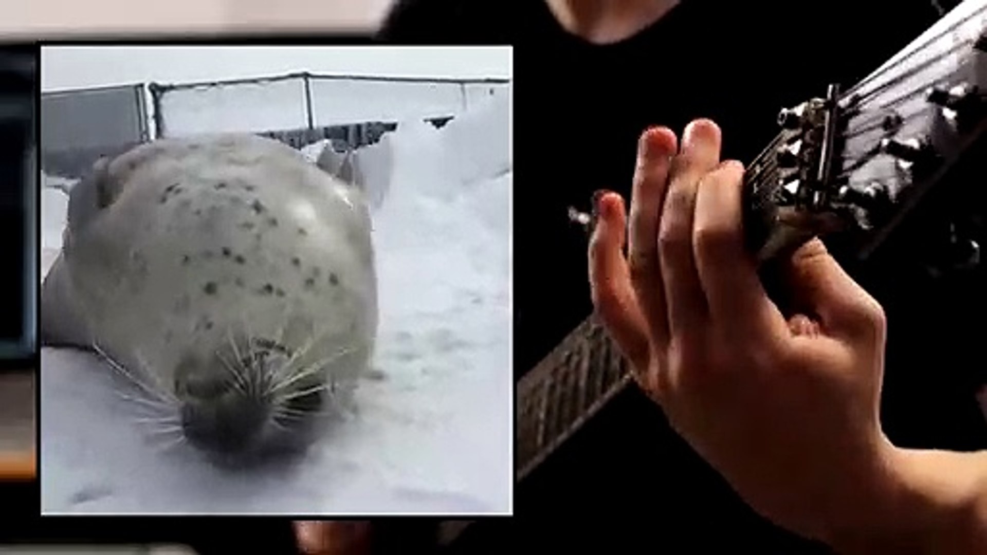 ⁣Seal Metal