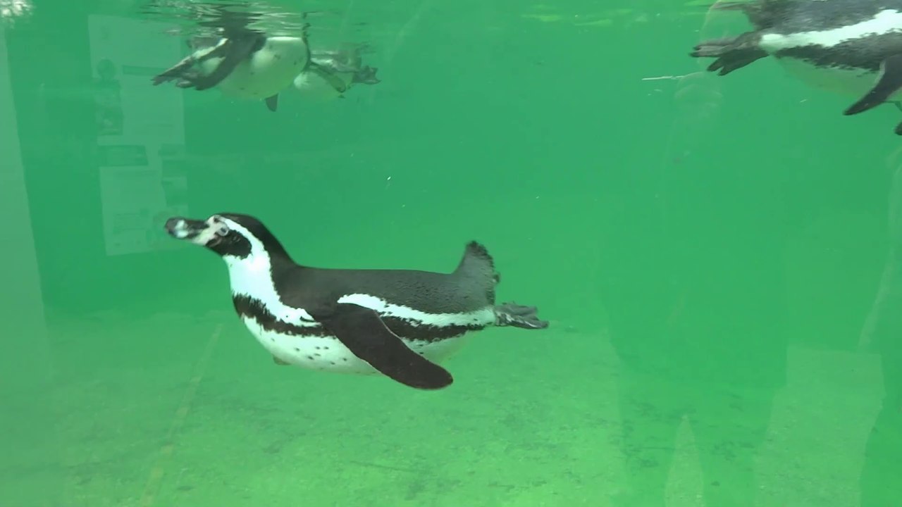 Manchots du zoo de Beauval
