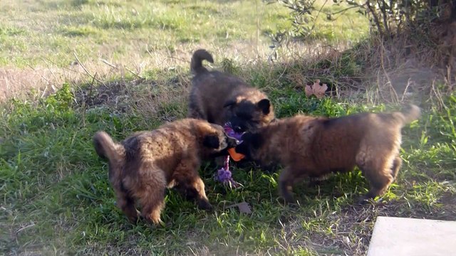 Chiots berger belge tervueren