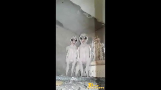 Ces bébés hiboux ressemblent à des extraterrestres et terrifient les ouvriers d'un chantier en Inde !