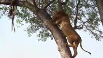 Si vous croisez un lion, ne grimpez pas aux arbres, ça ne sert à rien