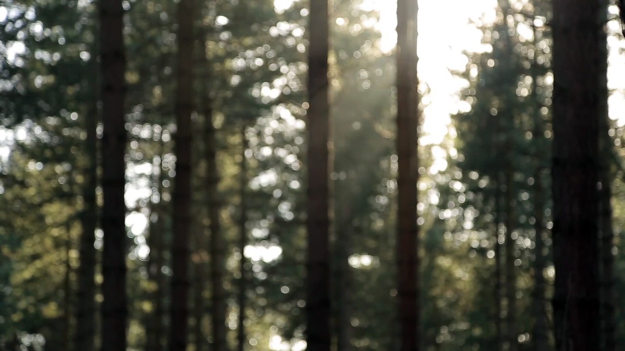Blurry Trees Background