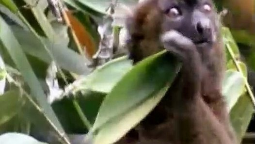 Wild Kratts S03E20 Fossa Palooza - video Dailymotion