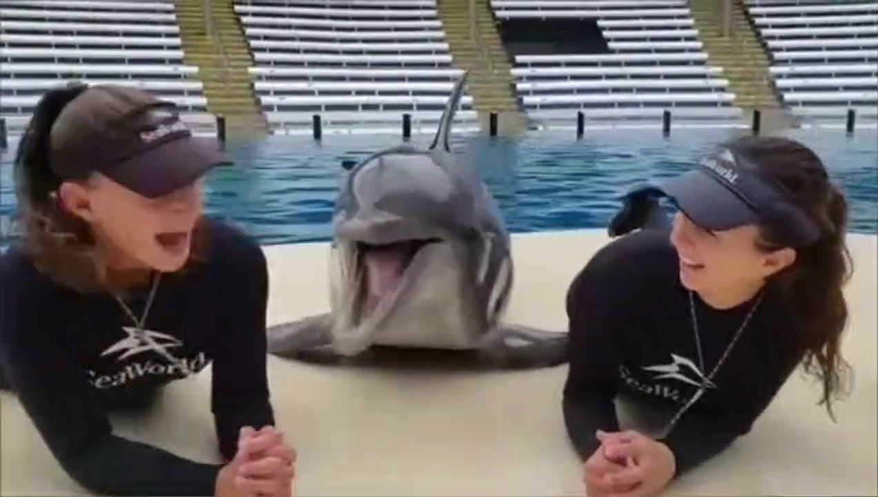 Ce dauphin adore les bisous !