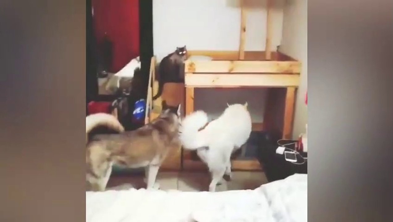 Deux chiens et un chat vont se coucher !