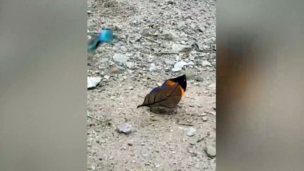 Un papillon se camoufle en feuille morte !