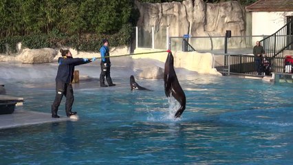 Otaries du zoo de Beauval