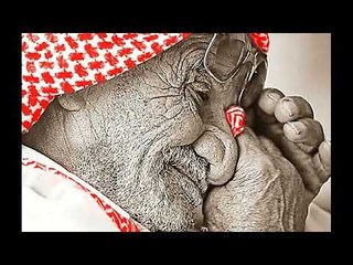 ابراهيم السعد صدام صكر العرب