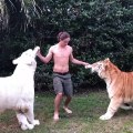 Donner le biberon à deux gros bébés tigres