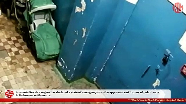 Polar Bears Swarm Remote Russian Region, Unafraid of Police Patrol