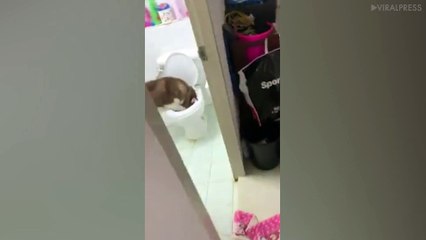 Clumsy Husky Drinks From The Toilet
