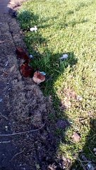 Hens feeding in village fields