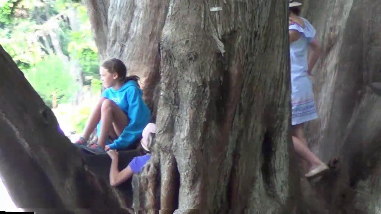 New Zealand 2019 22-38 , Botanic Garden  2-2, Canterbury Museum 2-2, Dec-Jan 2019.