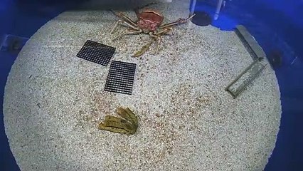 لحظة نادرة لأكبر سلطعون في العالم يتخلص من صدفته العملاقة