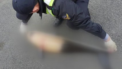 제주서 멸종위기 돌고래 사체 잇따라 발견 / YTN