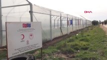 Mardin Kızılay'ın Suriye Sınırında Kurduğu Serada Ürün Hasadına Başlandı