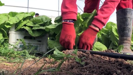 Suriye sınırında marul hasadı -  MARDİN