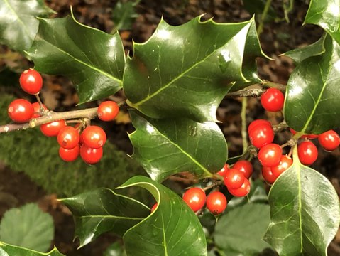 Vos Questions Jardin : Comment tailler et bouturer mon houx