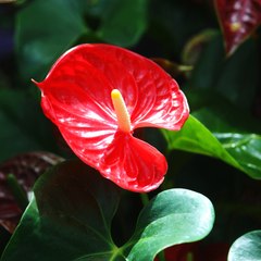 Vos Questions Jardin : Comment conserver un Anthurium