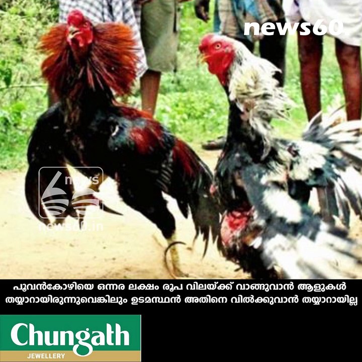 പൂവന്‍കോഴിക്ക്  ഒന്നര ലക്ഷം രൂപ!