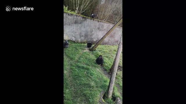 Family has close encounter when chimpanzees escape from Belfast Zoo