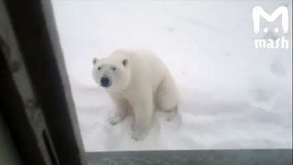 Attaque d'ours polaires.