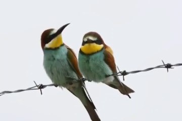 The Birds of Paradise Song Version - Animal Video 2019