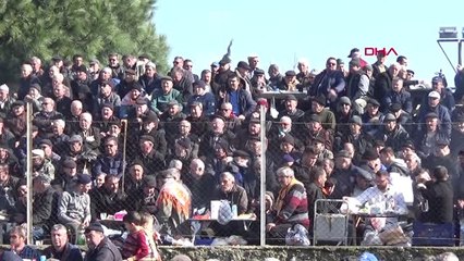 Çanakkale Umurbey'de Deve Güreşlerine Yoğun İlgi