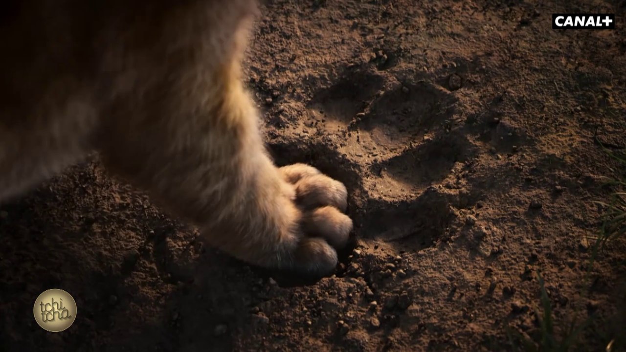 Deux mille dix-neuf : deux mille disney – Reportage cinéma - Tchi Tcha du 05/02