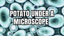 Potato Under a Microscope - Starch Granules and Plant Tissue Cells