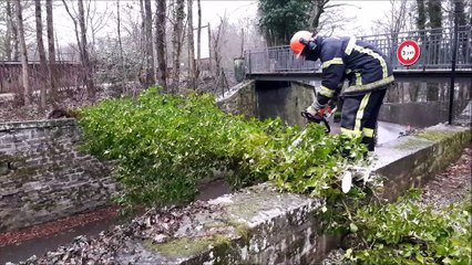 Arbre tombé sur la route à Epinal