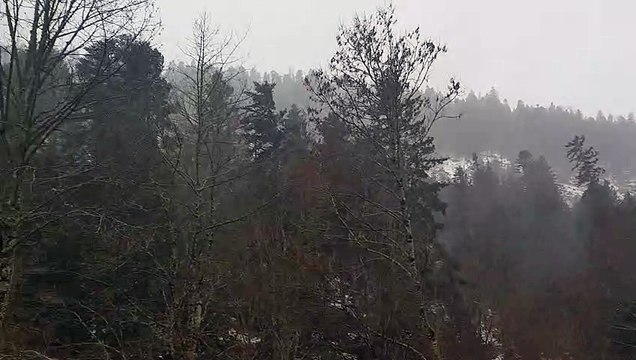 Tempête Isaias : les sapins résistent dans le défilé de Straiture à Ban-sur-Meurthe-Clefcy dans les Vosges