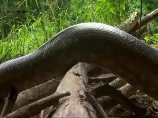 The green anaconda snake is the largest snake in the world