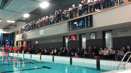 Sauvetage : les terre-neuves en démonstration dans la piscine