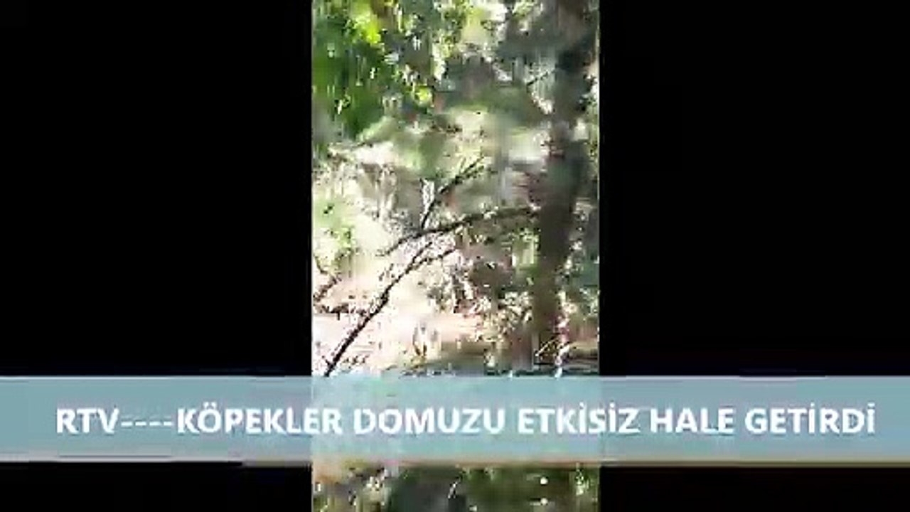 KÖPEKLER DOMUZU ETKİSİZ HALE GETİRDİ