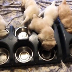 Cute Labrador Retriever puppies